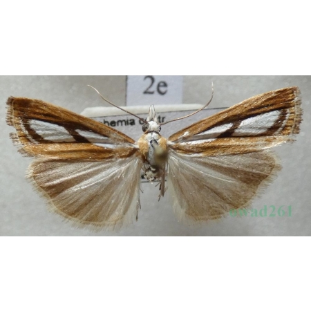 Catoptria permutatellus (Herrich-Schäffer, 1848) male Czech2e
